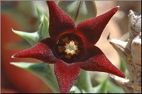 Orbea semitubiflora 1